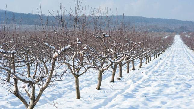 در فصل زمستان گیاهان چکار میکنند؟ 