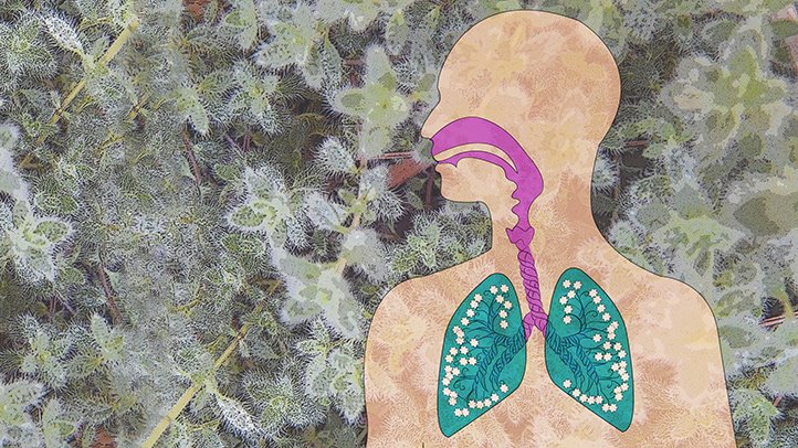 افرادی که آسم یا آلرژی دارند، هنگام گردش در فضای سبز یا باغبانی به چه چیزهایی باید توجه کنند