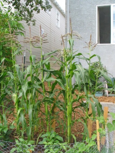 توصیه هایی برای کاشت و پرورش ذرت 