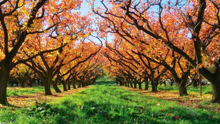 زندگی و فعالیت گیاهان در خواب زمستانی 