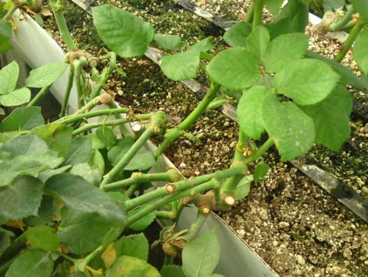 آشنایی با روش  بندینگ گل رز 