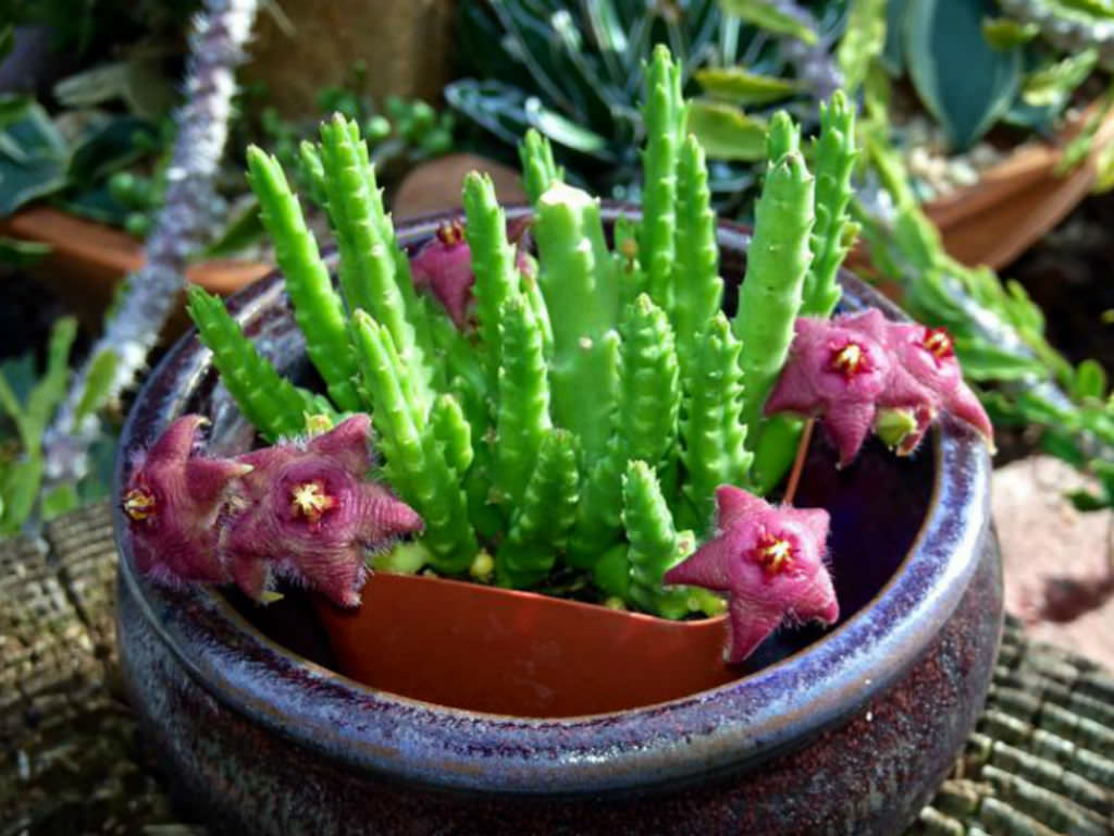 پرورش گیاهان گوشتی: چگونه کاکتوس گل ستاره ای پرورش بدهیم 