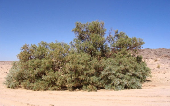 ساختار فیزیولوژیکی  و ویژگی گیاهان مناطق گرم و خشک 