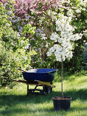 قبل از کاشت نهال چه نکاتی را باید بدانیم ؟