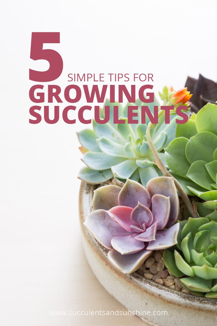 5 توصیه مهم برای مراقبت و پرورش گیاهان گوشتی یا ساکولنت 