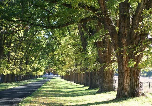 نکات مهم در کاشت و پرورش درخت نارون 