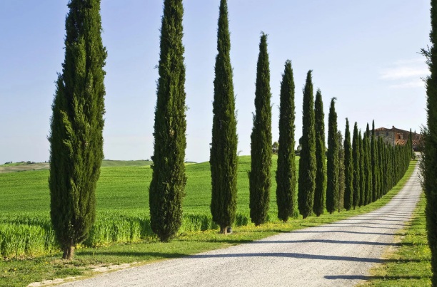 شناخت انواع سرو و دستورالعمل کاشت و نگهداری