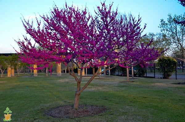 کاشت و پرورش درخت ارغوان 