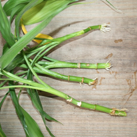 چگونه گیاه بامبوی خود را تکثیر کنیم ؟