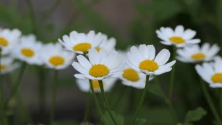 شرایط کاشت و مراقبت از گل مارگریت در باغچه 