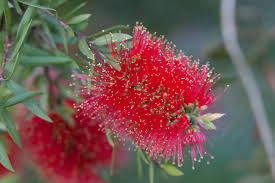 دلایل گل ندادن درخت شیشه شور 