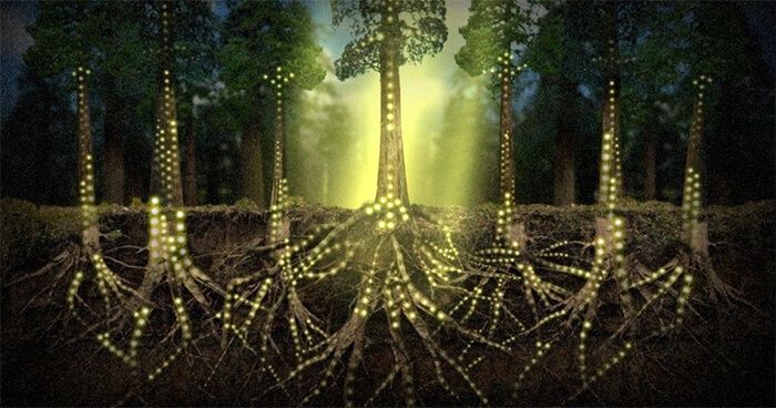 اهمیت و فواید شبکه اینترنت قارچی در زیر زمین برای گیاهان 