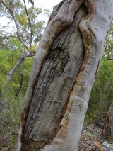 Aboriginal scarred tree