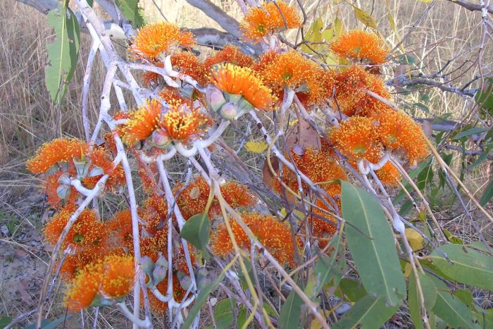 دانستنیهای جالب در مورد درخت اوکالیپتوس 