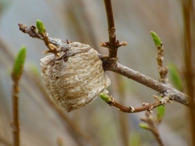 برای کنترل آفت زدگی از کیسه تخم آخوندک مراقبت کنید