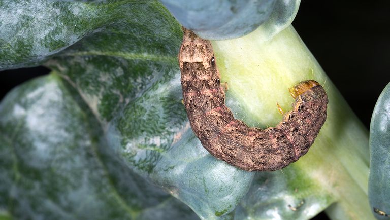 مخرب ترین آفتهای گیاهی را بشناسید 