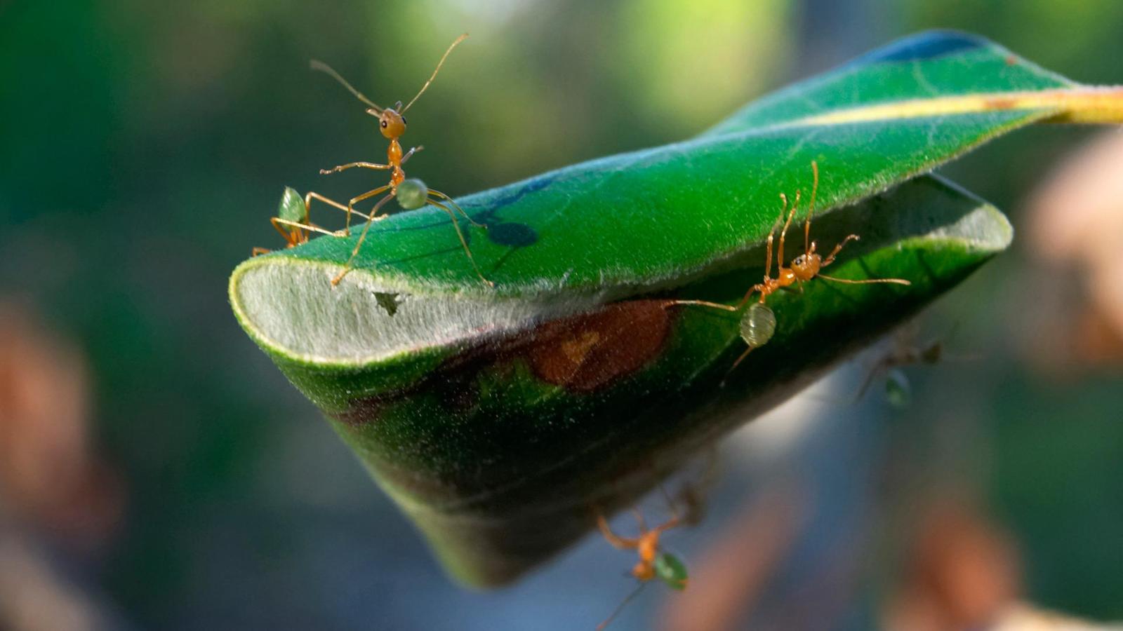 عجیب و غریب ترین لانه های حشرات 
