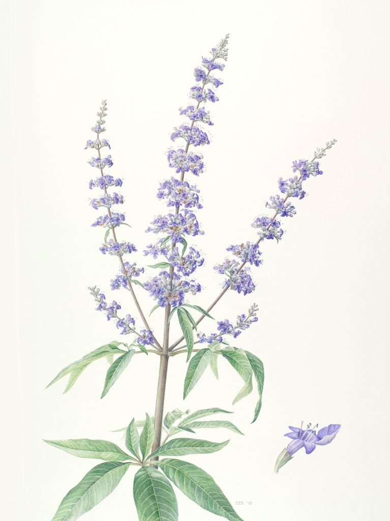 فواید و کاربردهای پنج انگشت از نظر علمی 