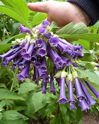 تاتوره درختی