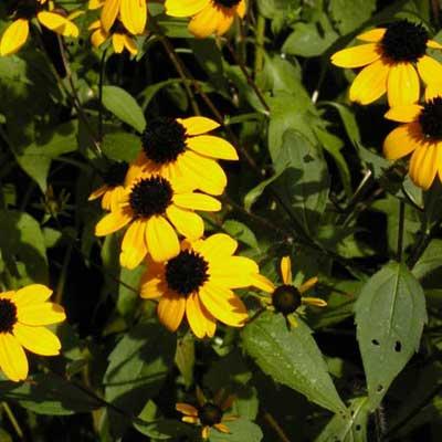 ایبریس یا کَندی تافت