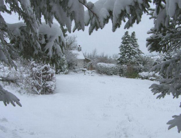 فواید بارش برف زمستانی برای گیاهان 