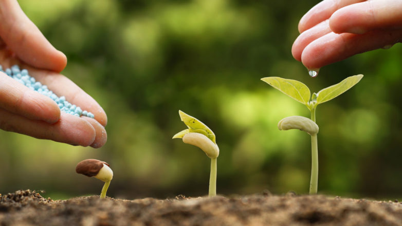 پرورش گیاهان زینتی: چه زمانی و چگونه به باغچه کود بدهیم؟ 