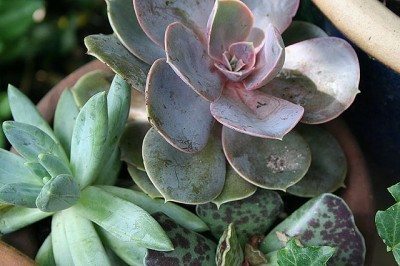 گیاهان جذاب برای پرورش در گلدان 