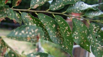 آشنایی با بیماریهای درخت نارون و درمان آنها 