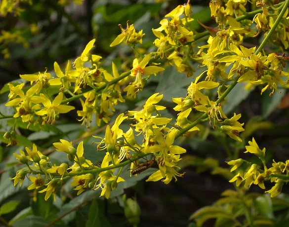 درختان زینتی: با درخت باران طلایی باغچه خود را زیباتر کنید 
