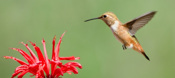 کنترل آفت: حیوانات مفید برای کشاورزان و باغداران 