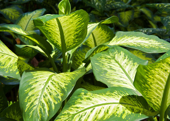 کودکان و حیوانات خانگی را از این گیاهان آپارتمانی سمی دور نگه دارید