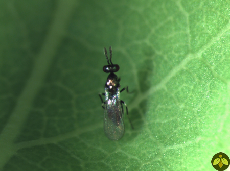 حشرات مفید: با کمک زنبورهای شبیه مگس، لاروهای برگ خوار را از بین ببرید 