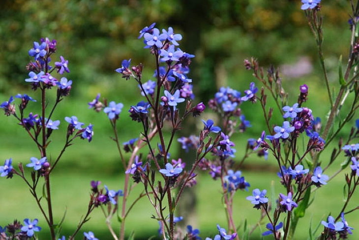 گیاهان مناسب خاک قلیایی