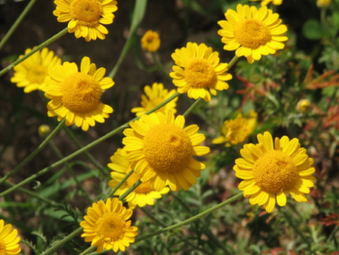 گل‌های  دائمی مناسب برای تابستان
