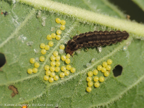 حشرات مفید: با سوسک سرباز آفتهای گیاهی را از بین ببرید 