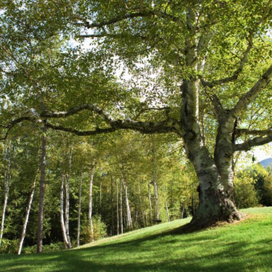 جلوگیری از آلرژی توسط درختان