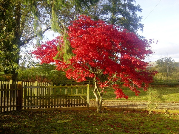 گل و گیاهان رنگی برای محوطه سازی