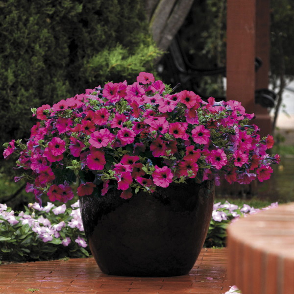 زرد شدن برگ های اطلسی در گلدان