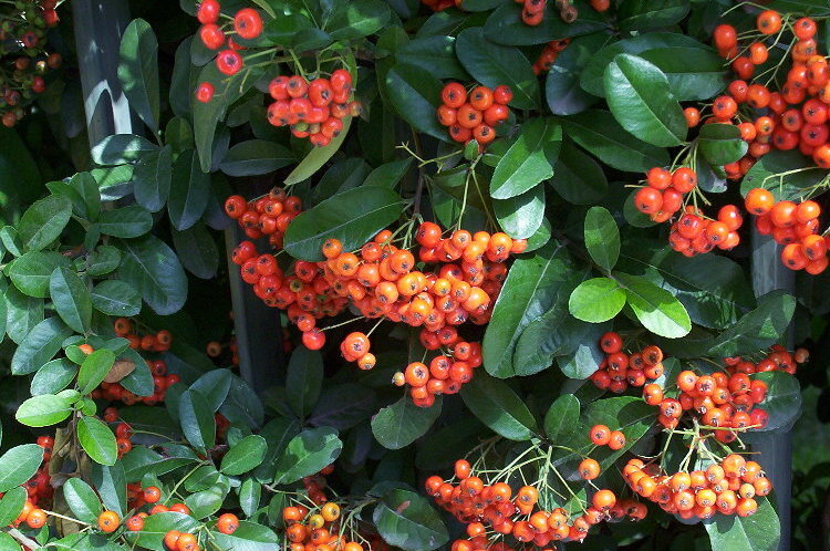 چطور پیراکانتا مبتلا به کپک را درمان کنیم؟