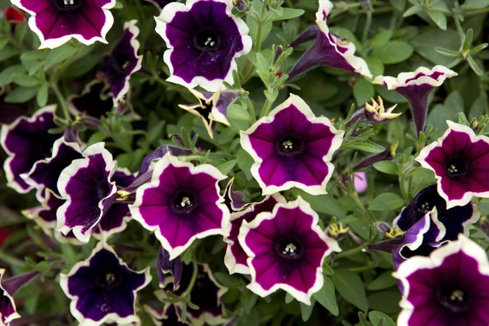 افزایش گل دهی اطلسی