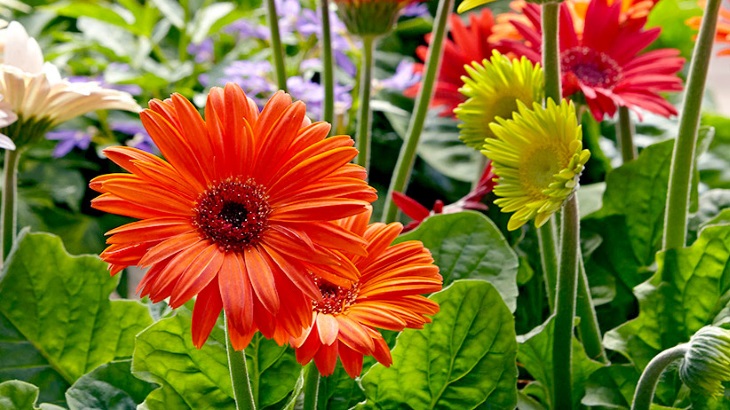 چطور گل ژربرا را به گل دهی بیشتر تشویق کنیم