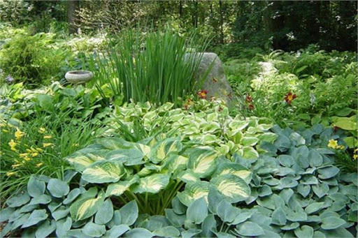 گیاهان سایه دوستِ متحمل به خشکی