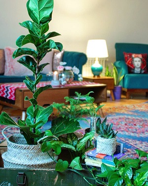 گیاهان آپارتمانی برای دکوراسیون بوهو