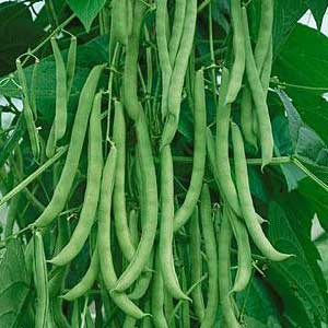 هیدروپونیک و لوبیا