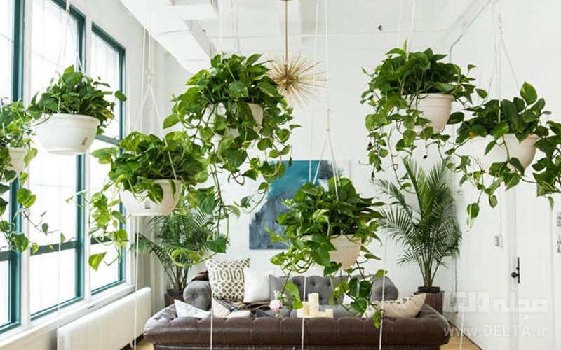 گیاهان آپارتمانی آویزی