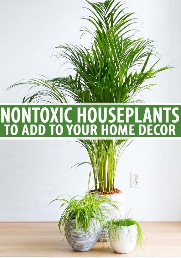 گیاهان آپارتمانی غیر سمی