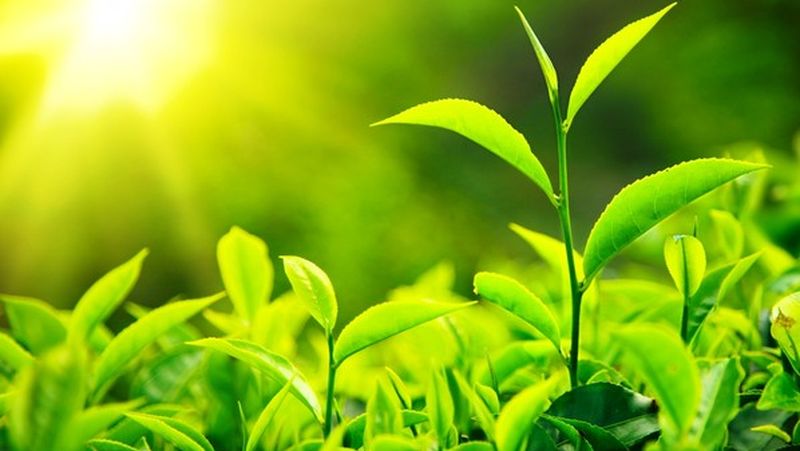 تأثیر نور بر میزان مواد مؤثره گیاهان دارویی