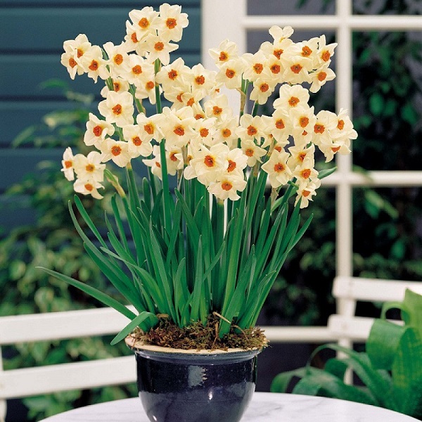 عمق کاشت پیاز گل نرگس