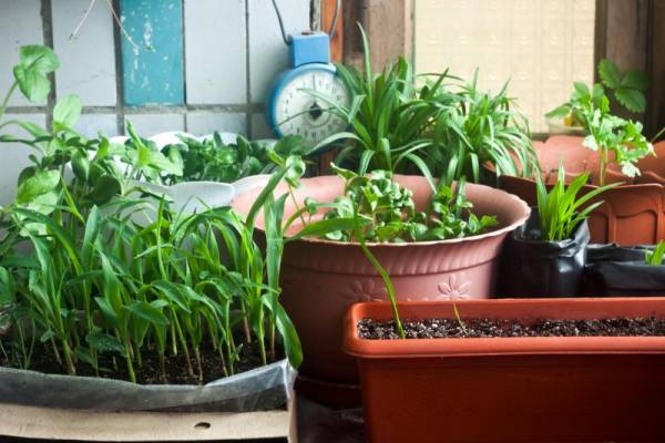 راهنمای کشت بذر در محیط خانه