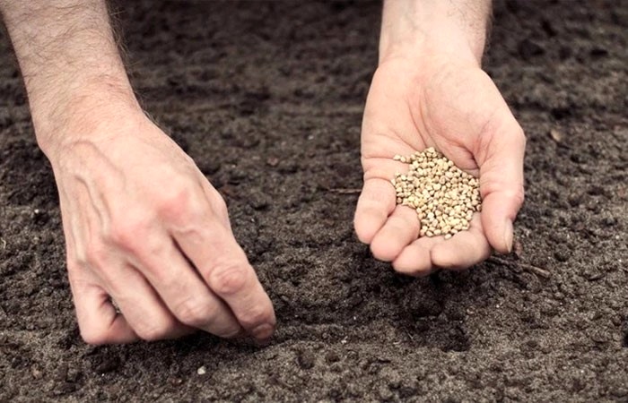 کاشت بذر در خانه